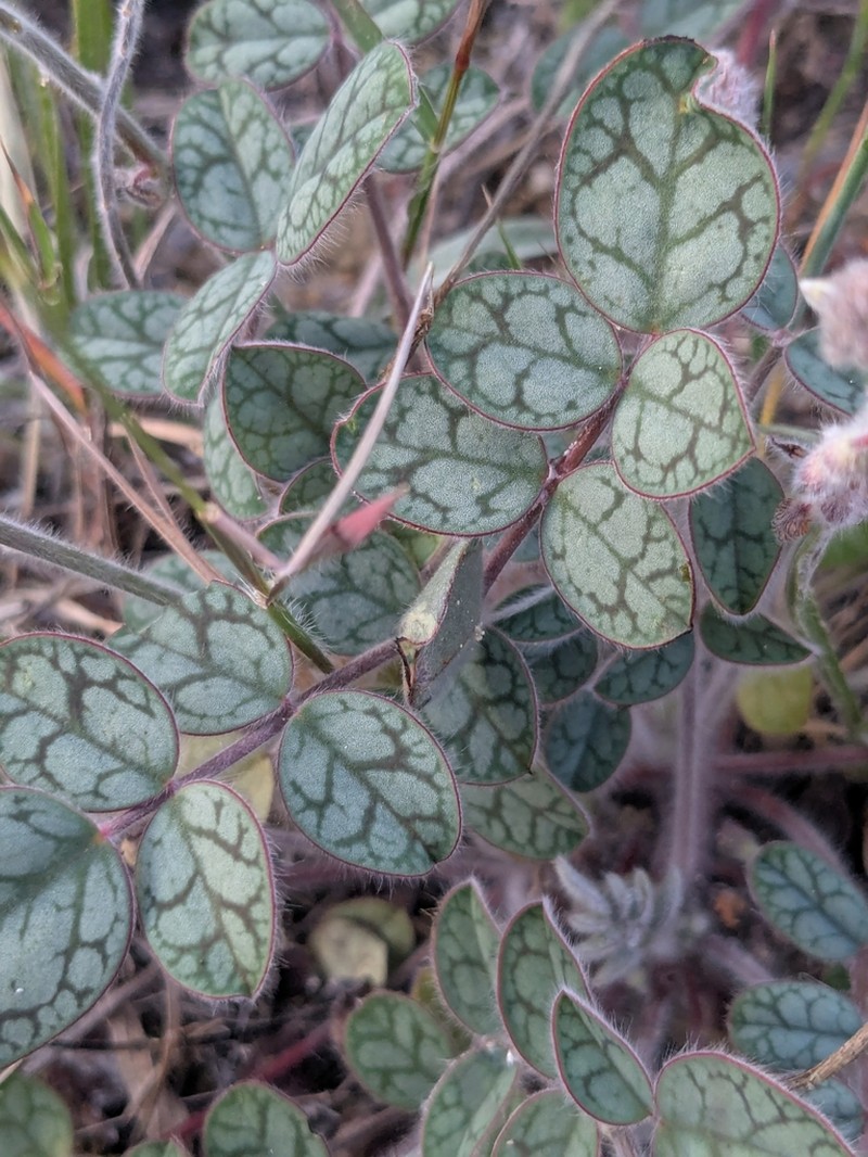 Onobrychis venosa photo 5