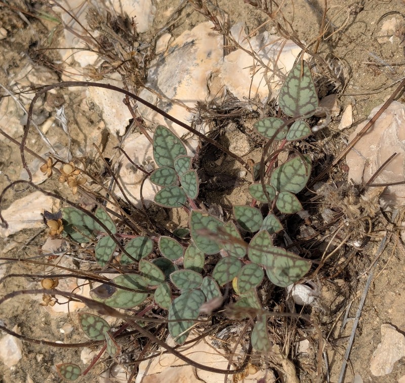 Onobrychis venosa photo 6
