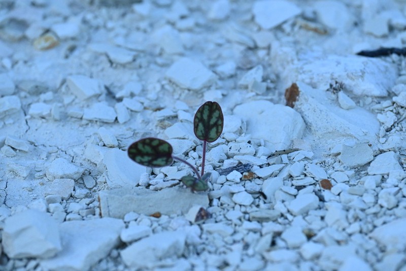 Onobrychis venosa photo 7