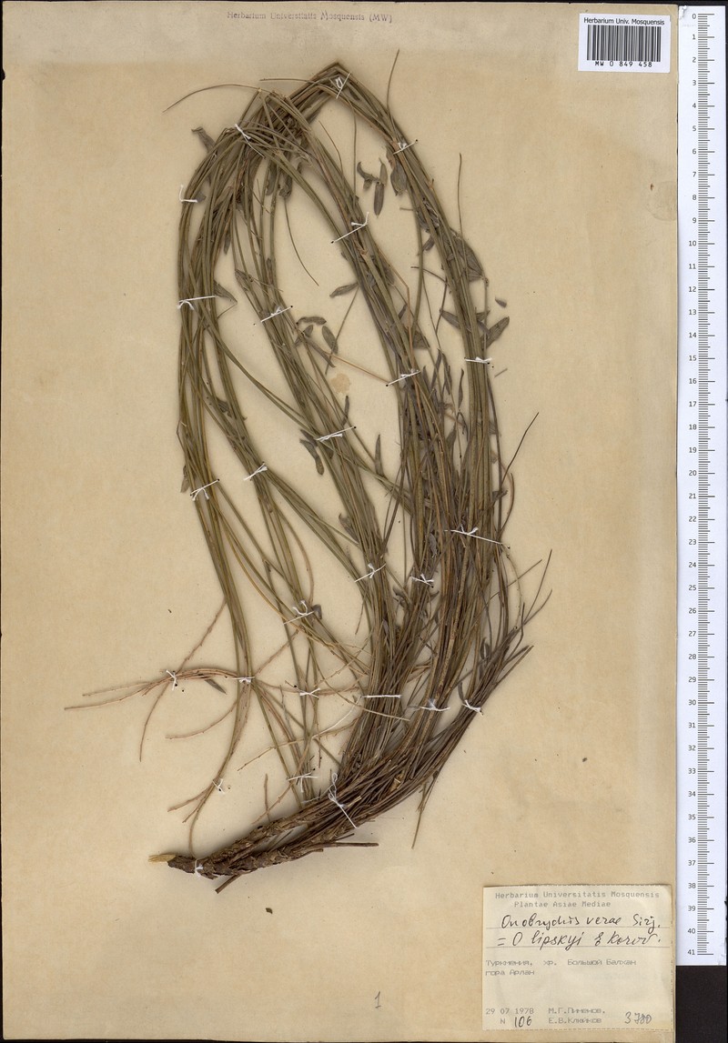 Onobrychis verae