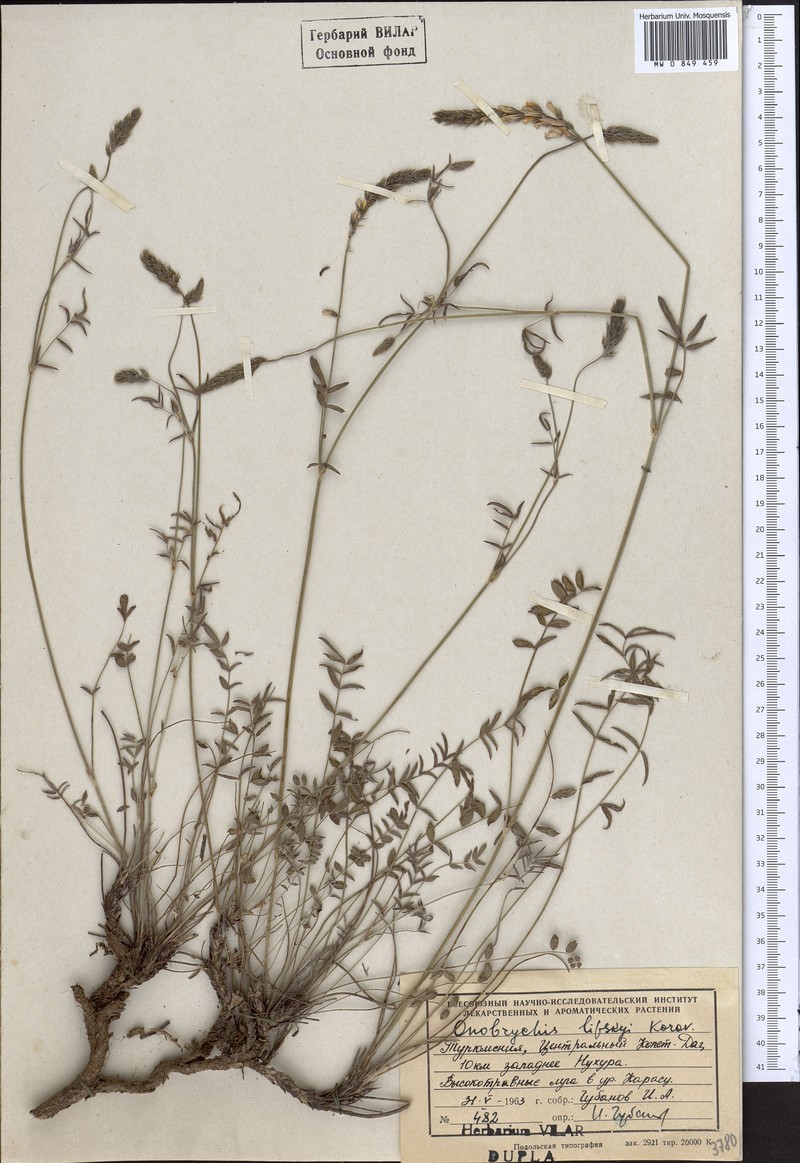 Onobrychis verae photo 2