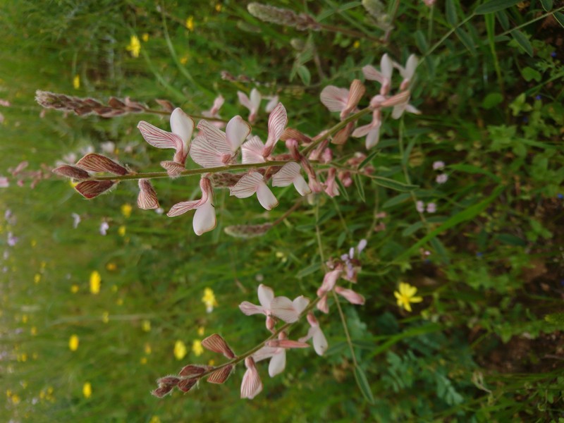 Sainfoin photo 2