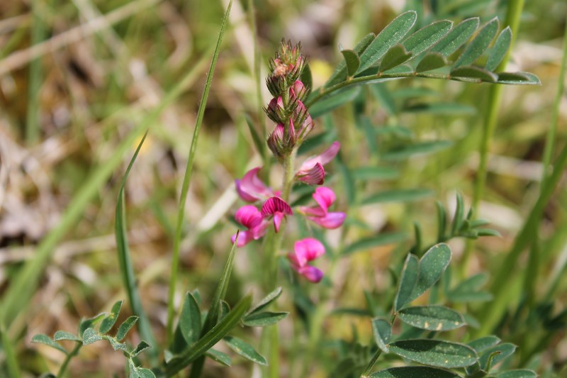 Sainfoin photo 3