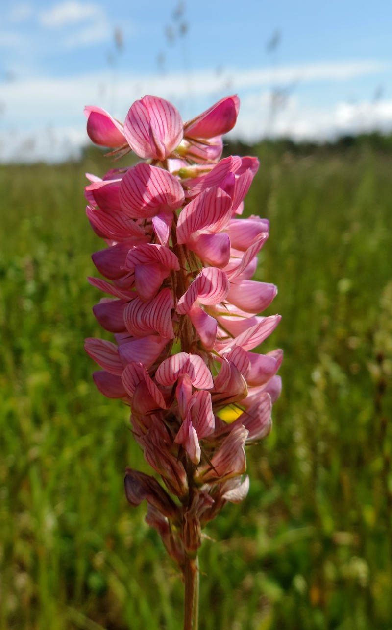 Sainfoin photo 4
