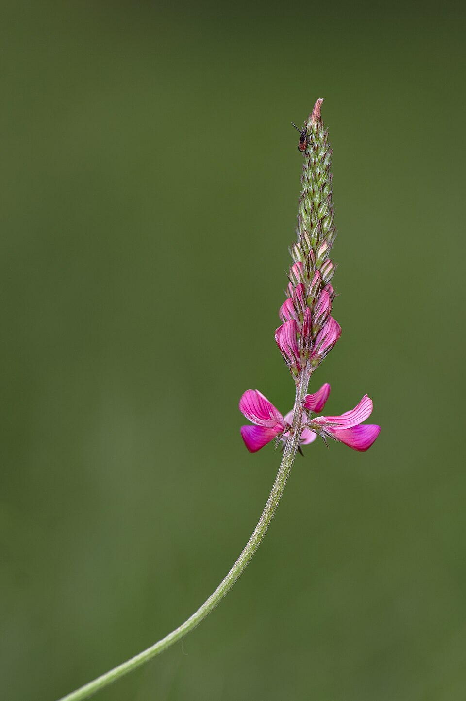 Sainfoin photo 5