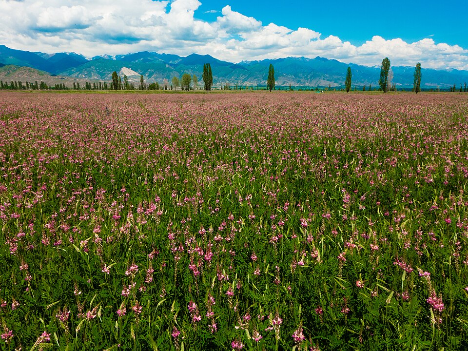 Sainfoin photo 6