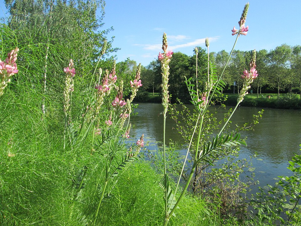 Sainfoin photo 7