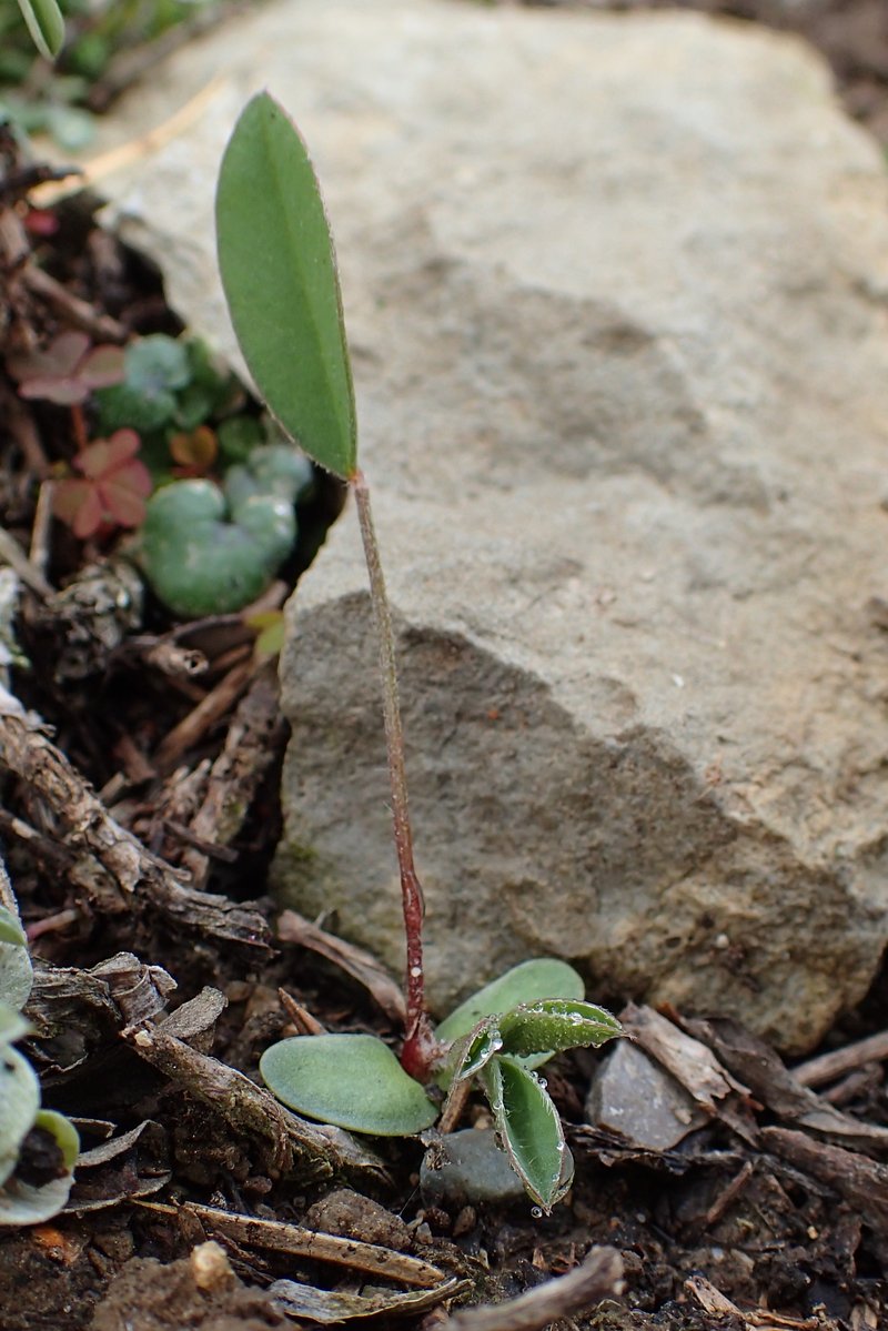 Sainfoin photo 8