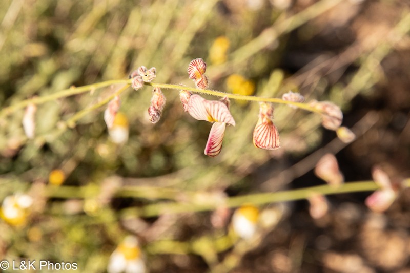 Onobrychis wettsteinii