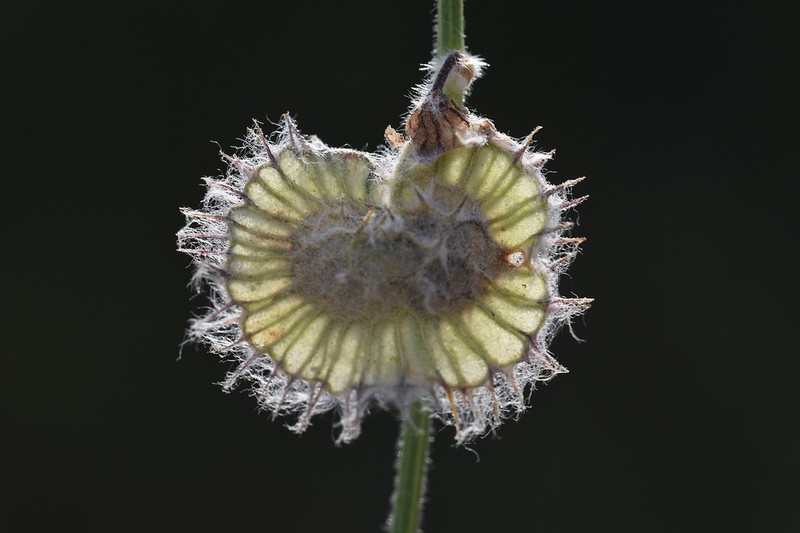 Onobrychis wettsteinii photo 3