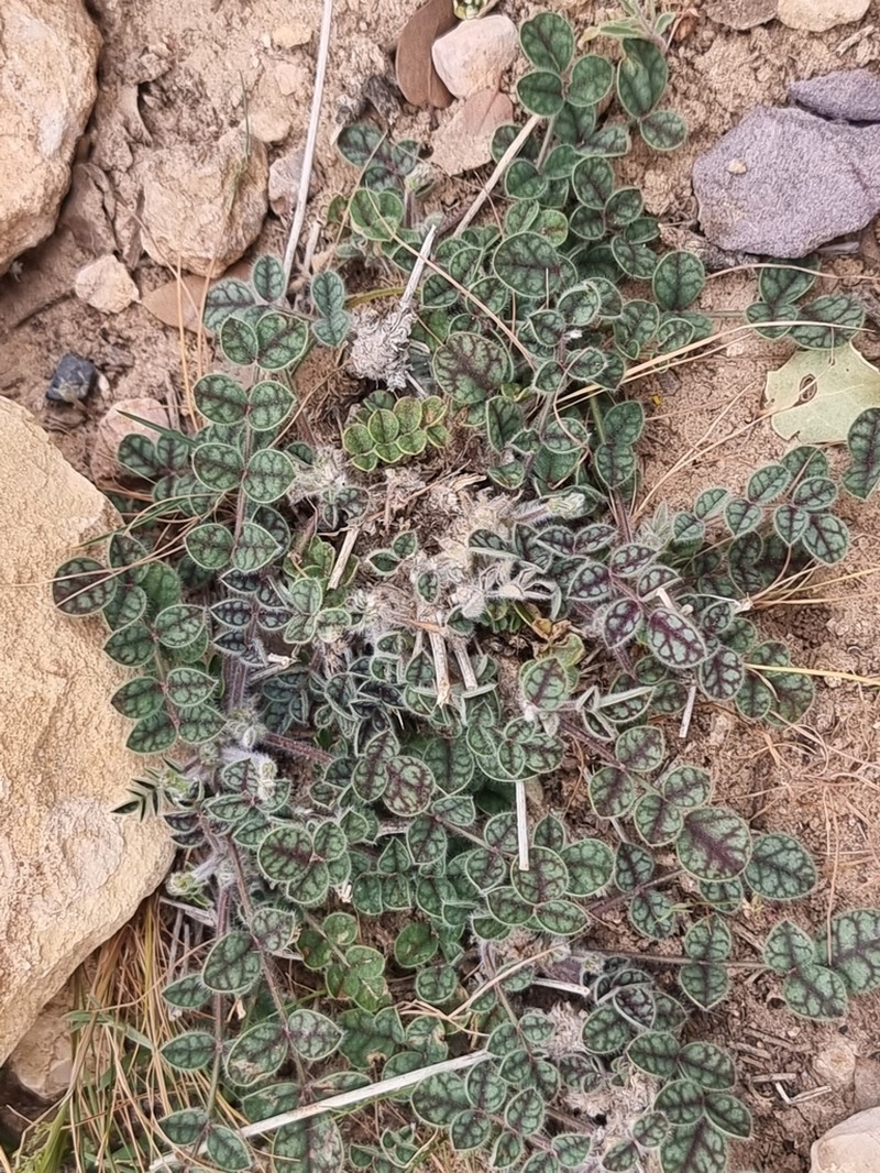 Onobrychis wettsteinii photo 4