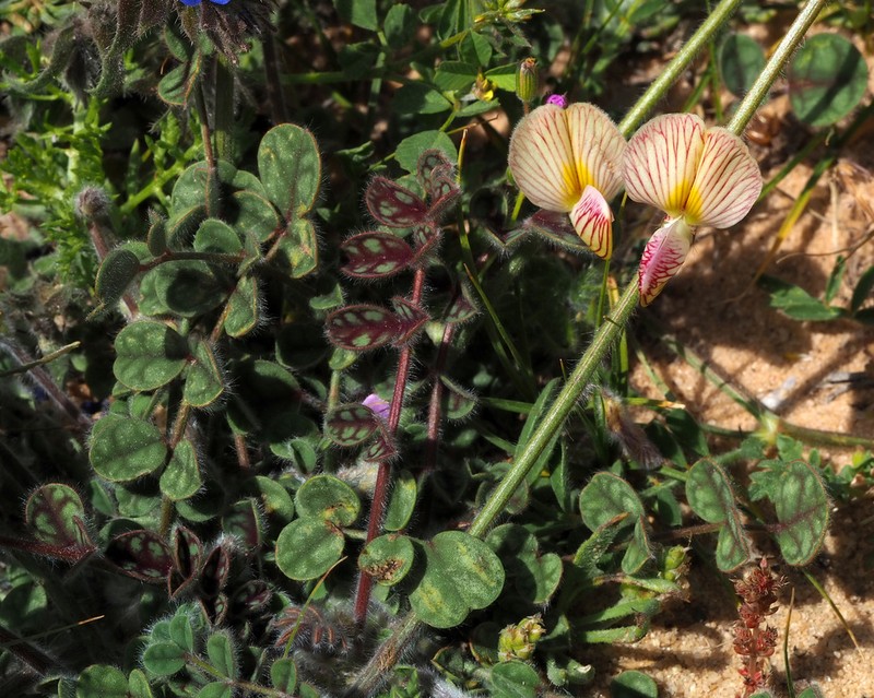 Onobrychis wettsteinii photo 6