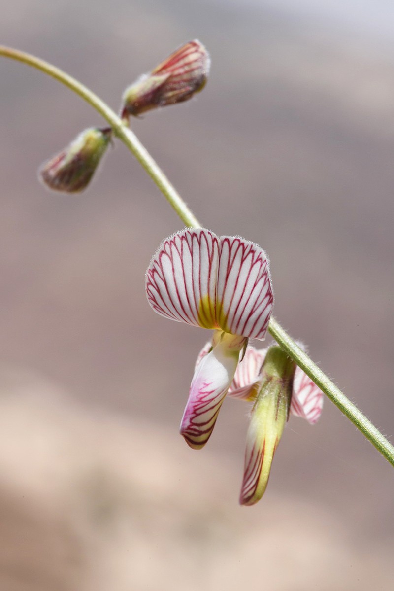 Onobrychis wettsteinii photo 7