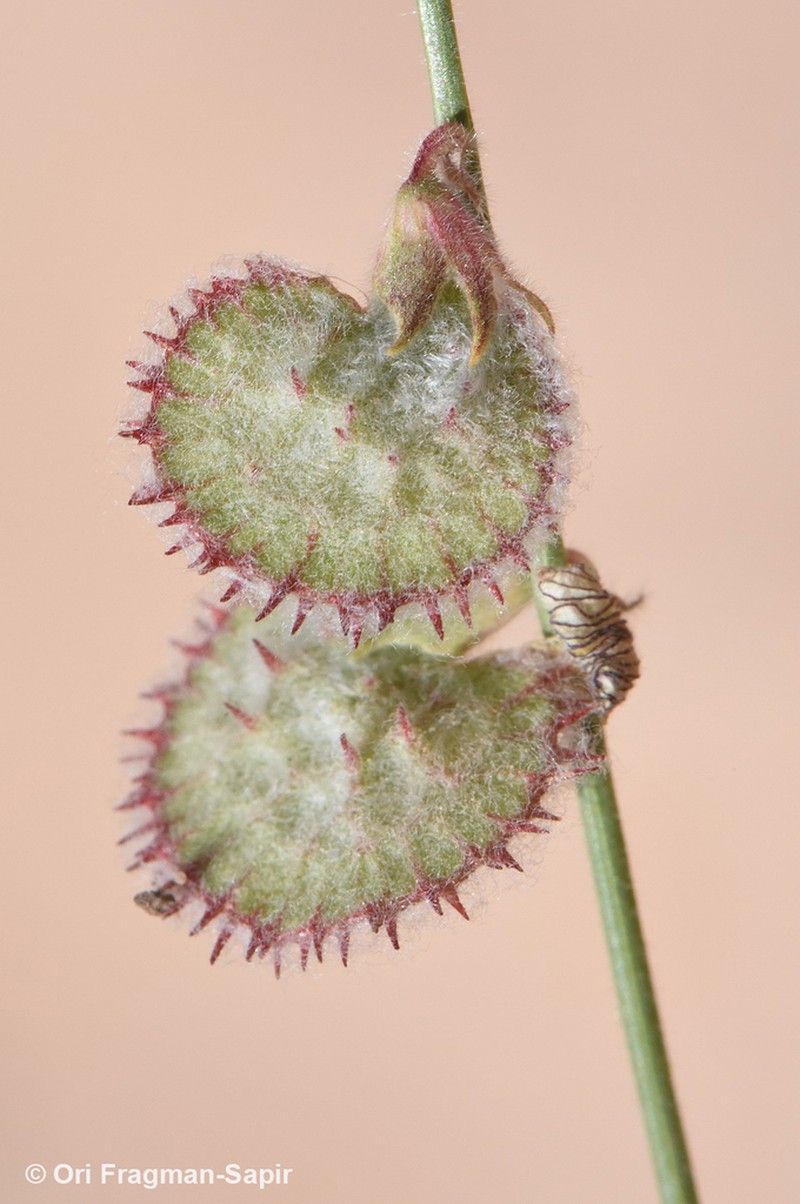 Onobrychis wettsteinii photo 8