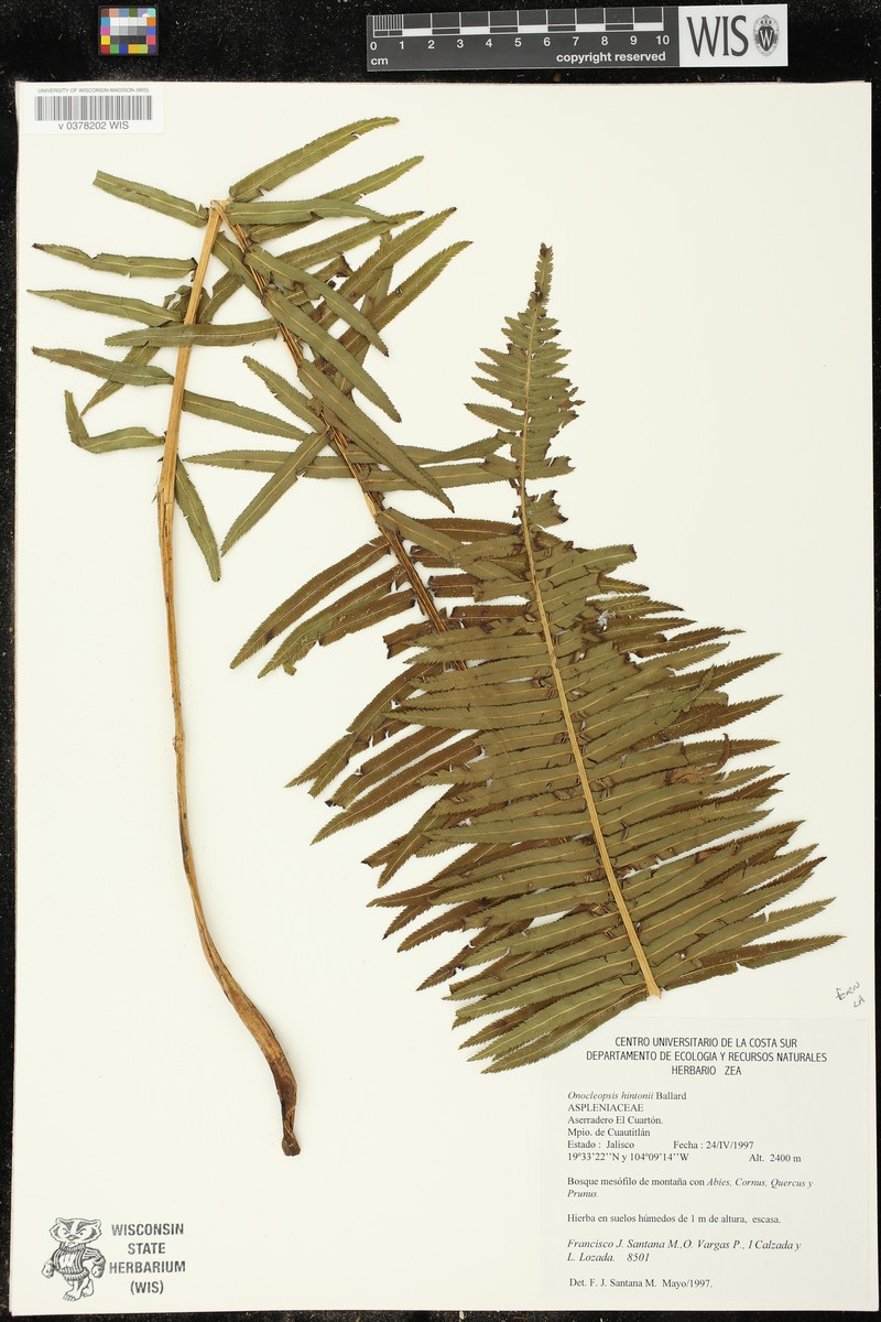 Onoclea hintonii