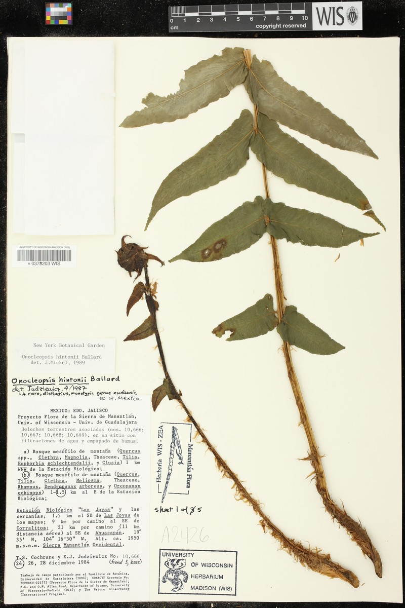 Onoclea hintonii photo 2