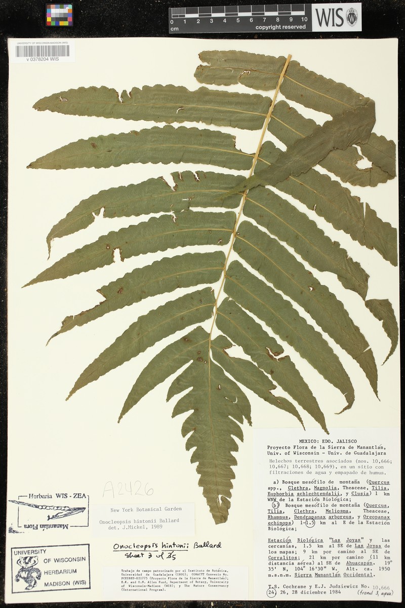 Onoclea hintonii photo 3