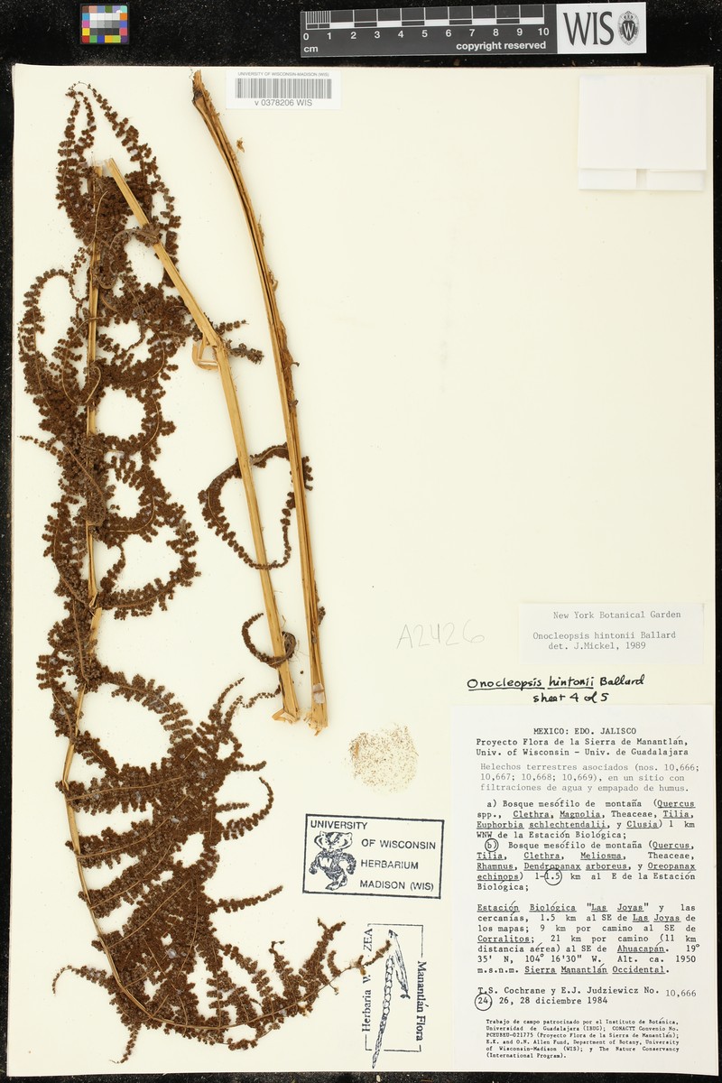 Onoclea hintonii photo 4
