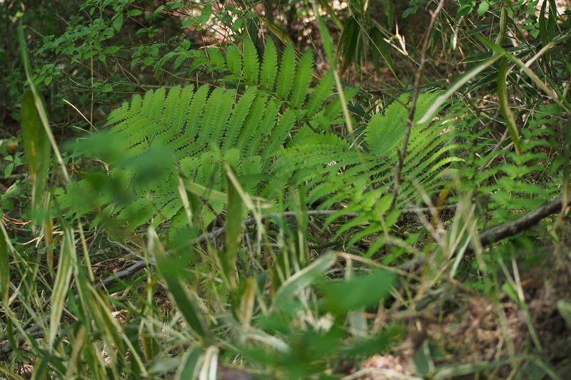 Onoclea orientalis