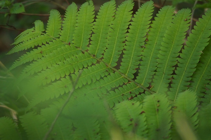 Onoclea orientalis photo 2