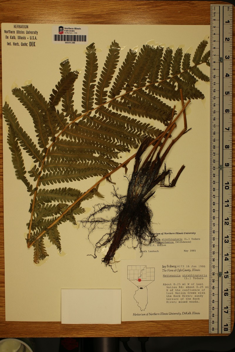 Onoclea pensylvatica