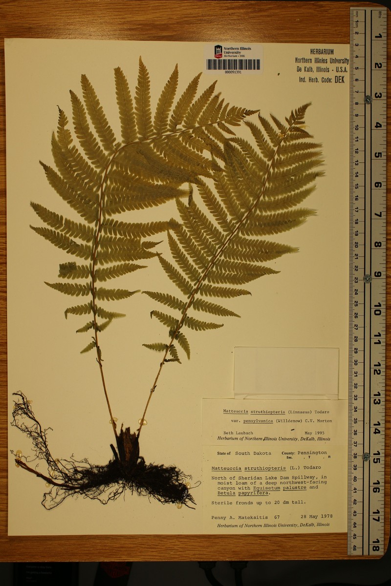 Onoclea pensylvatica photo 2