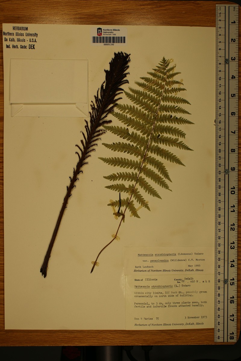 Onoclea pensylvatica photo 3