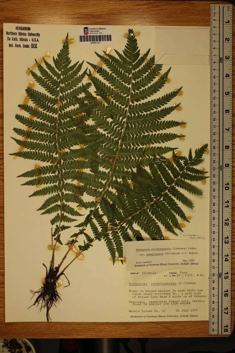 Onoclea pensylvatica photo 4