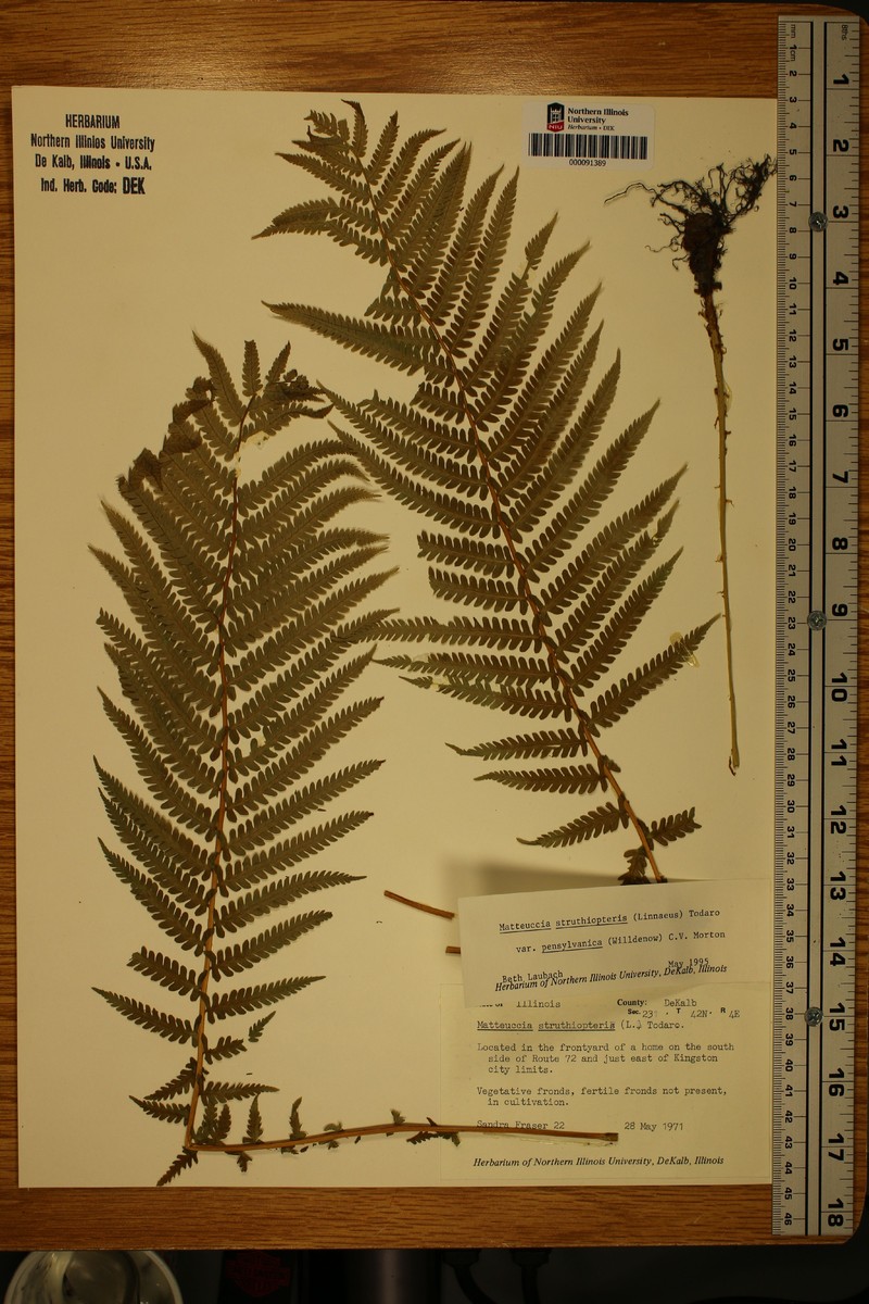 Onoclea pensylvatica photo 5