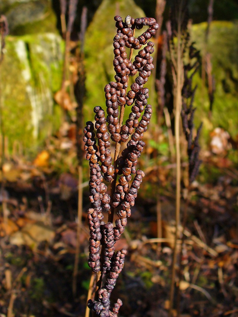 Sensitive Fern photo 2