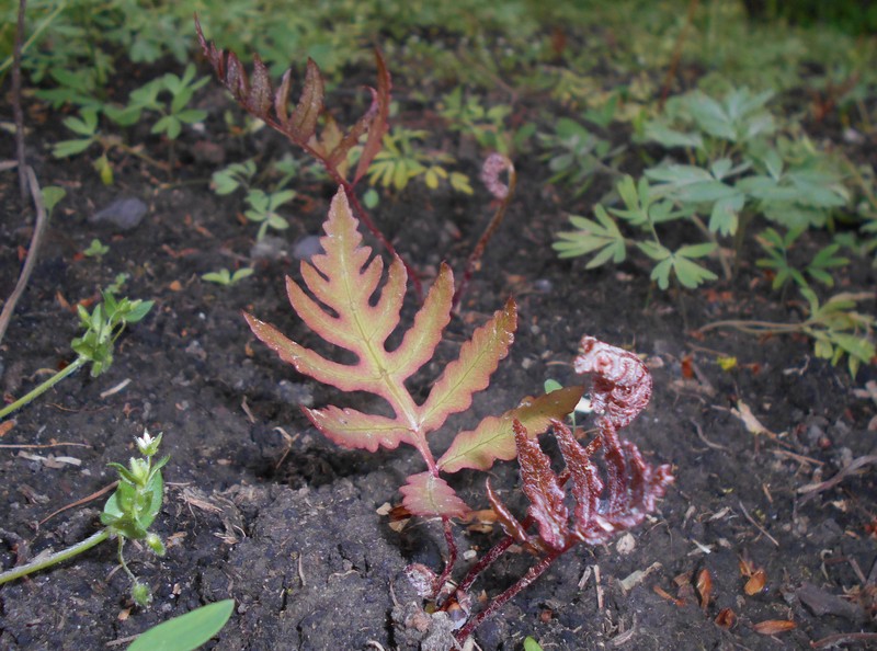 Sensitive Fern photo 3