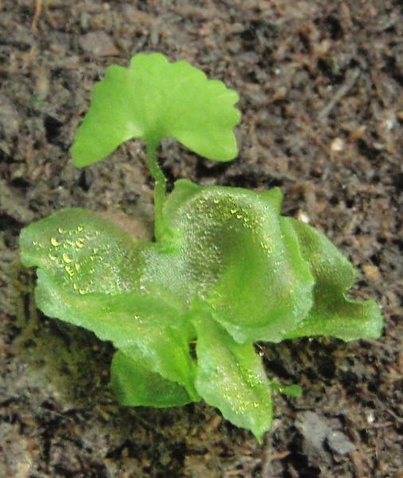 Sensitive Fern photo 4