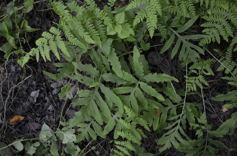 Sensitive Fern photo 5