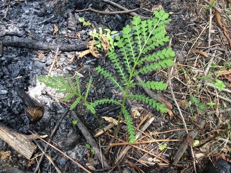 Sensitive Fern photo 6