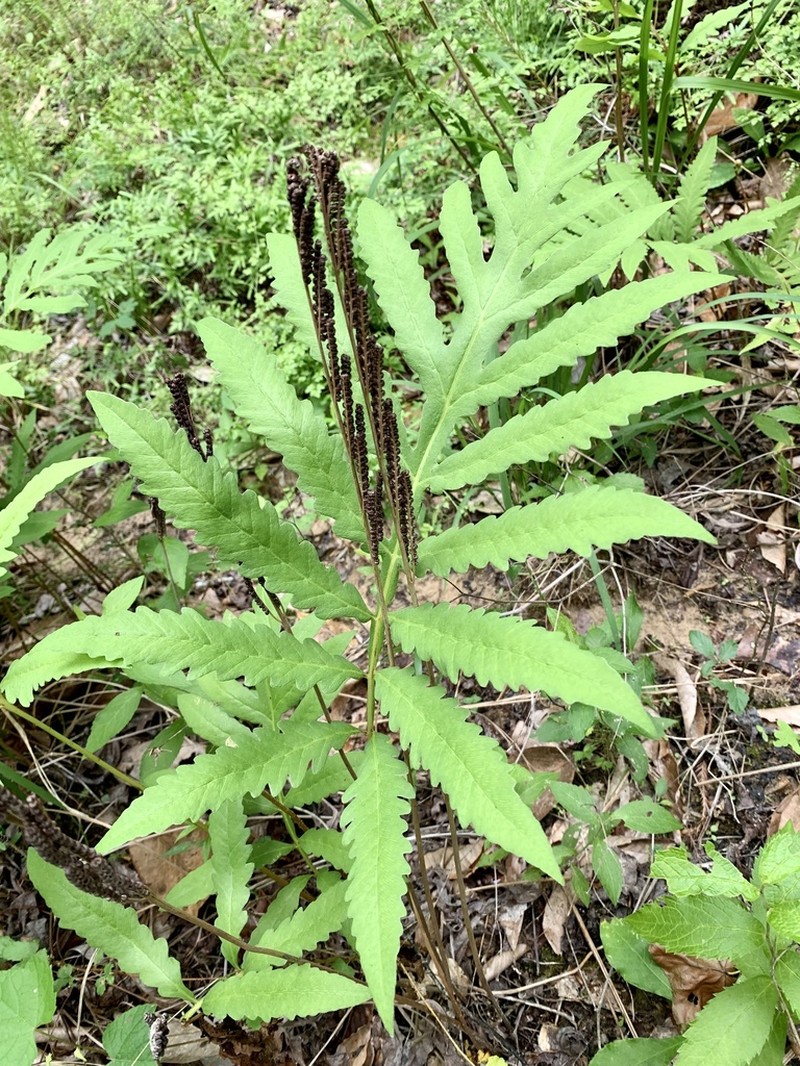 Sensitive Fern photo 7