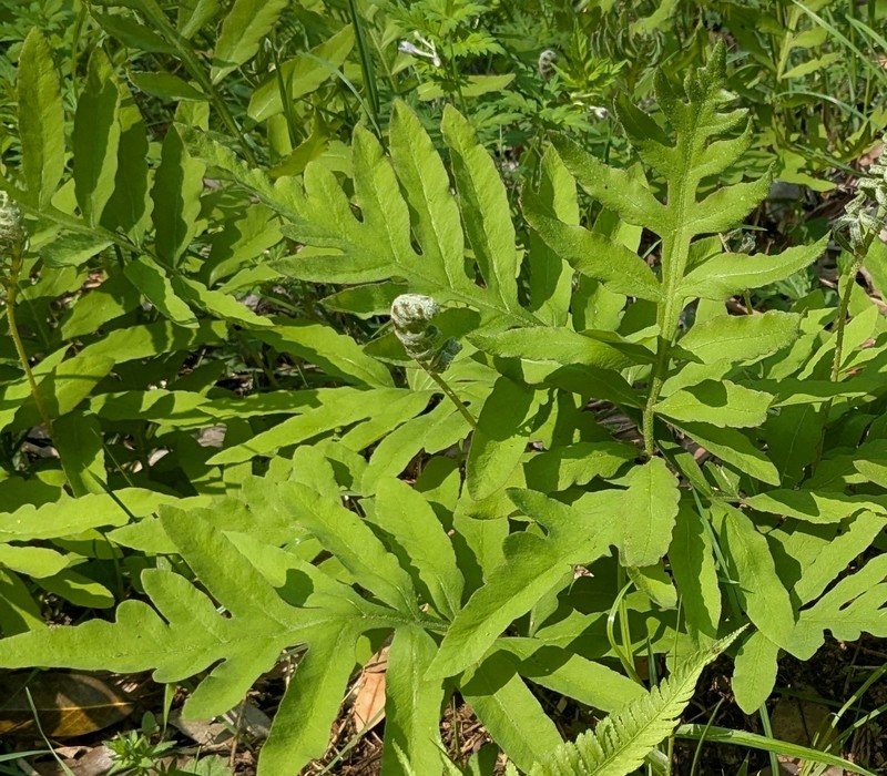 Onoclea sensibilis var. interrupta