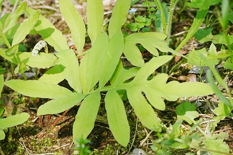 Onoclea sensibilis var. interrupta photo 2