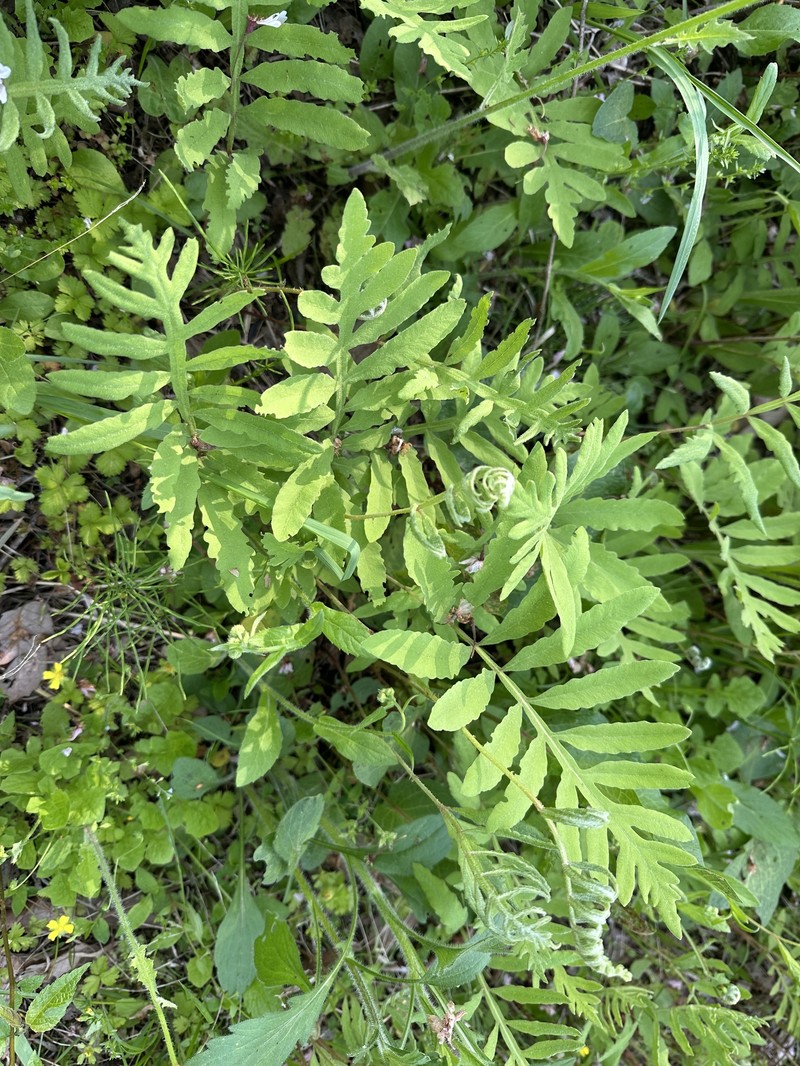 Onoclea sensibilis var. interrupta photo 3