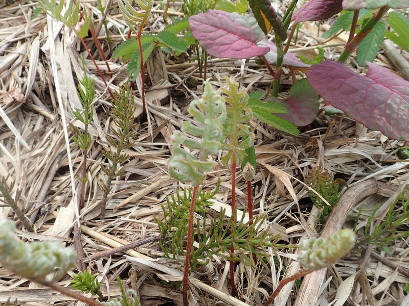 Onoclea sensibilis var. interrupta photo 4