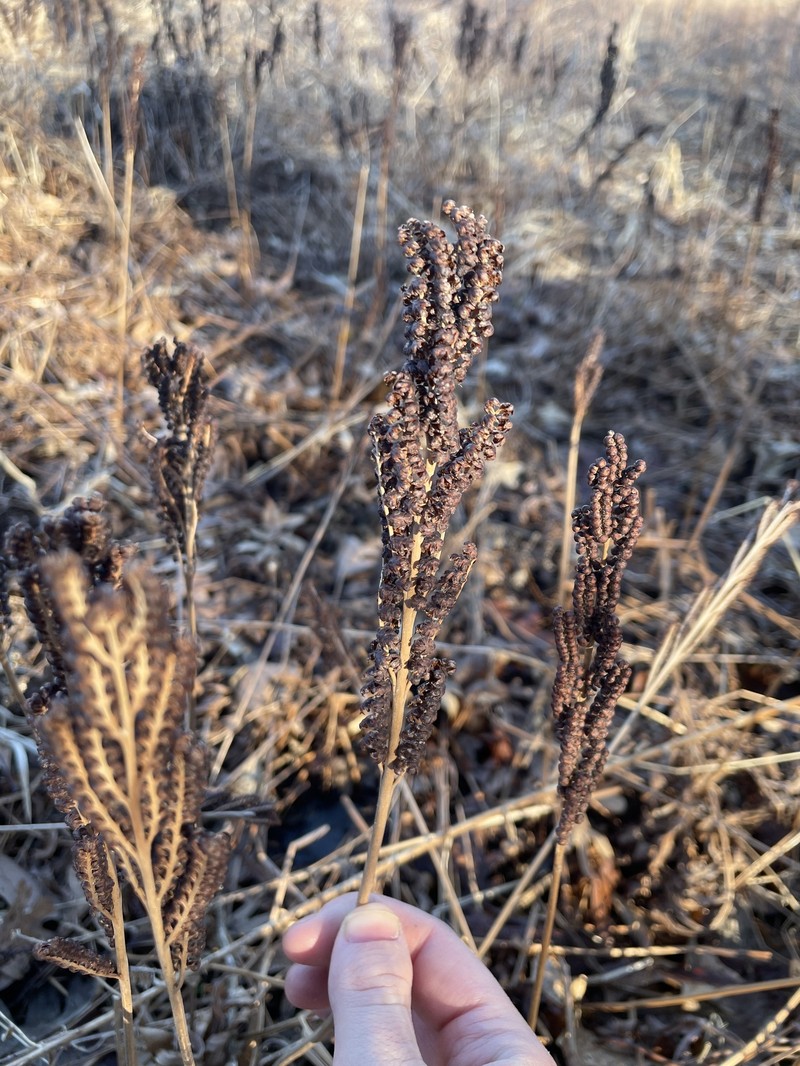 Onoclea sensibilis var. sensibilis