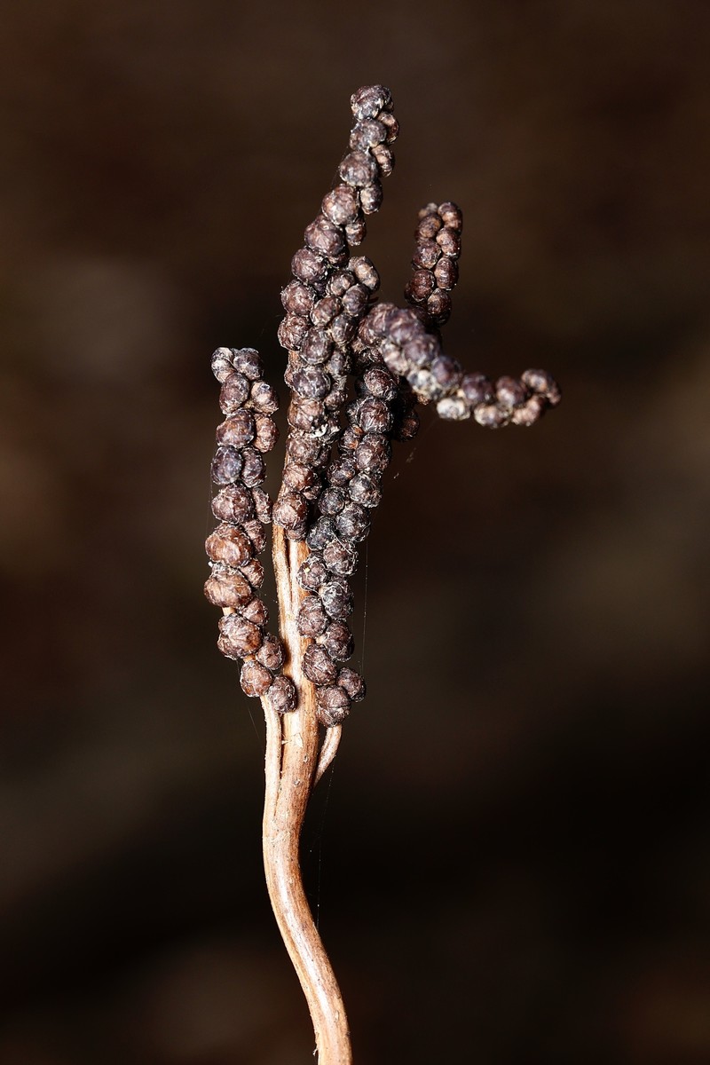 Onoclea sensibilis var. sensibilis photo 2