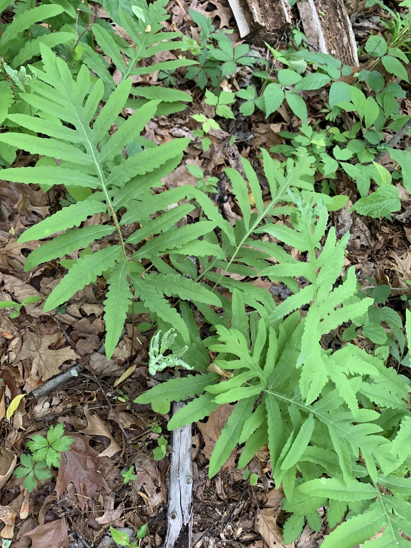 Onoclea sensibilis var. sensibilis photo 3