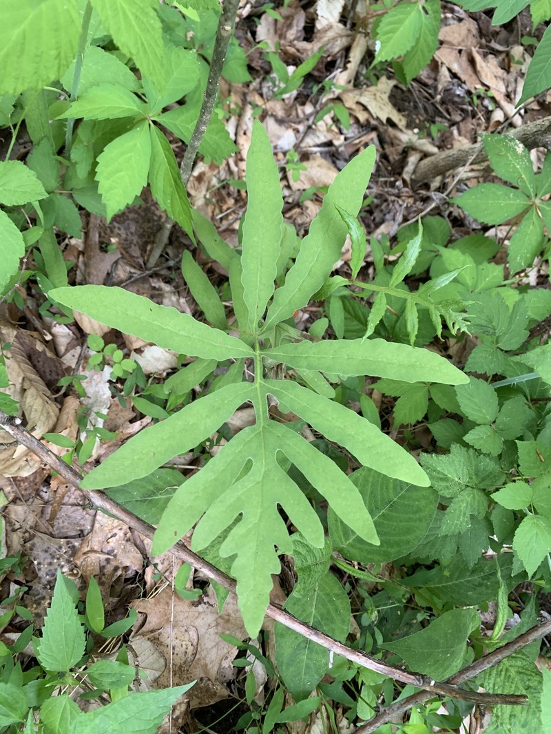 Onoclea sensibilis var. sensibilis photo 4
