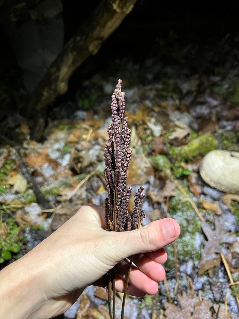Onoclea sensibilis var. sensibilis photo 5