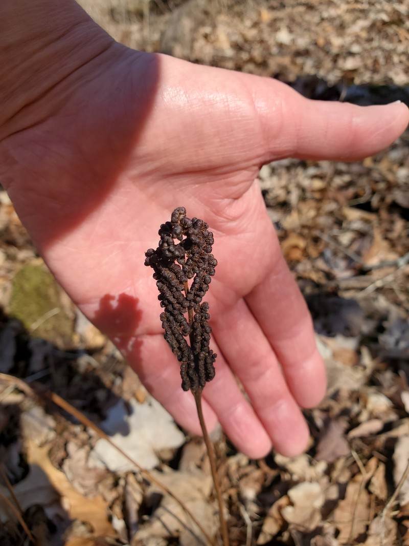 Onoclea sensibilis var. sensibilis photo 6