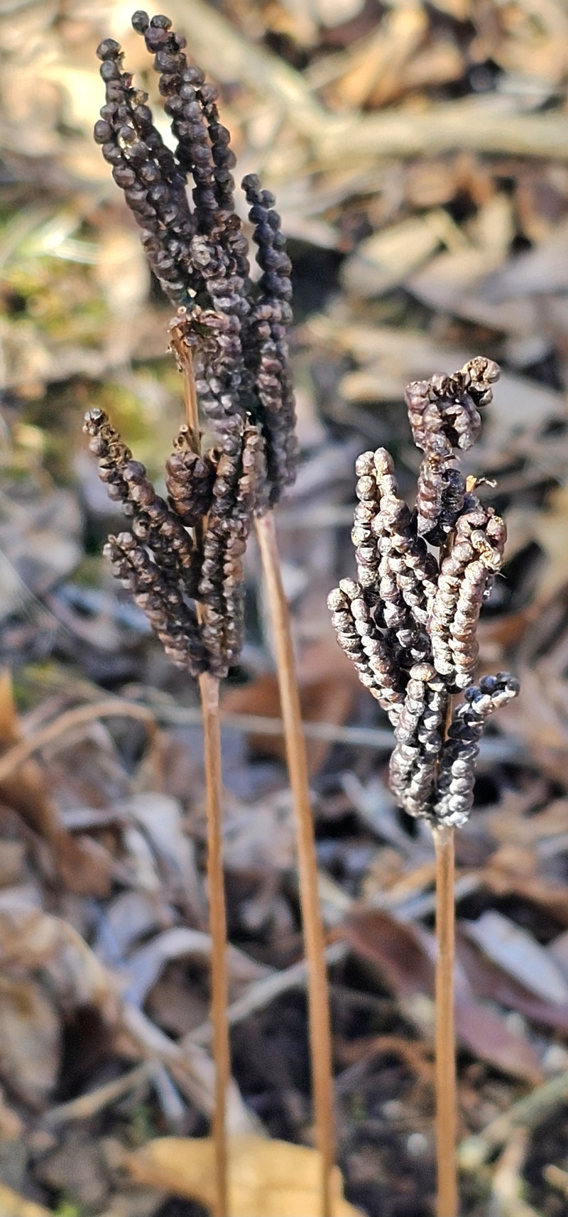 Onoclea sensibilis var. sensibilis photo 7