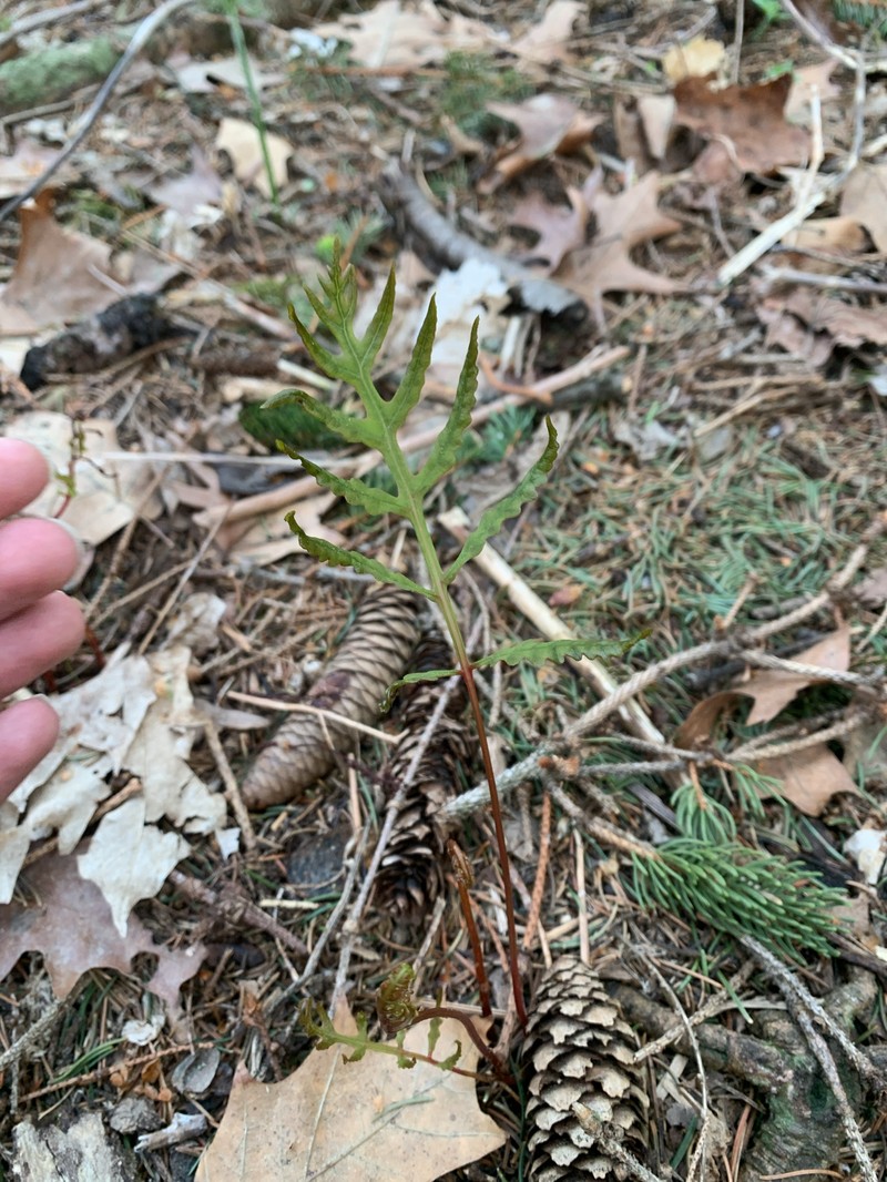 Onoclea sensibilis var. sensibilis photo 8