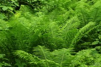 Ostrich Fern