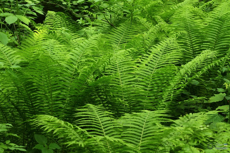 Ostrich Fern