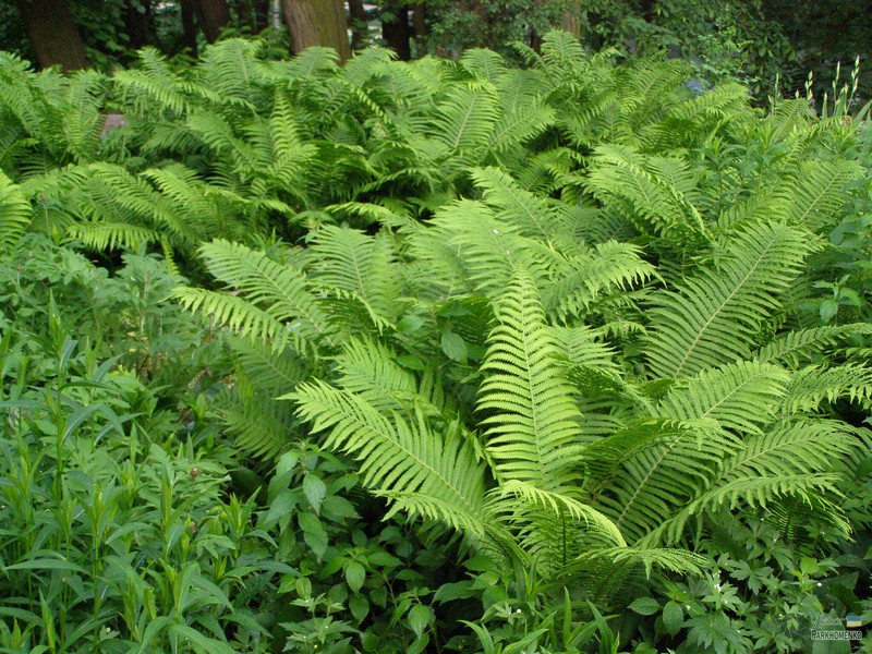Ostrich Fern photo 2